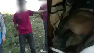 Житель ВКО украл лошадь и повез ее в легковушке
