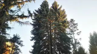 Сосны "Три сестры" и 300-летний дуб. Названы самые необычные деревья Алматы