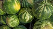 Химик выдвинул две версии смертельного отравления арбузом
