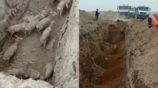 Инцидент с застрявшими в яме сайгаками сняли в ЗКО