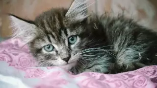 Россиянин убил соседа в отместку за котенка