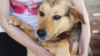 Суд в Бразилии признал за собаками право на компенсацию морального вреда