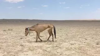 Засуха в Мангистау: Токаев назвал причину медлительности госорганов