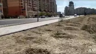 Высаженные в прошлом году саженцы тополей исчезли в Актау