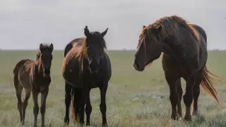 Поезд сбил насмерть лошадей в Карагандинской области