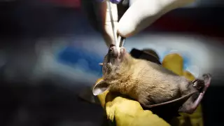 Выдвинута новая гипотеза происхождения пандемии коронавируса