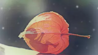 Аборты без медицинских показаний ограничили в Китае