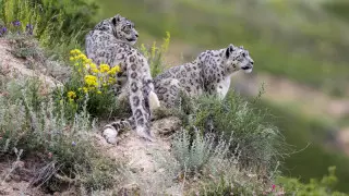 Устойчивый ареал обитания снежных барсов найден в Алматинской области