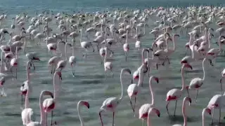 Фламинго вновь засняли в пригороде Актау