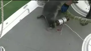 Спасение тюленя на Каспии попало на видео