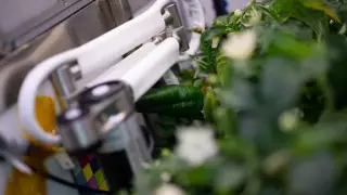 Астронавты впервые вырастили перец на МКС