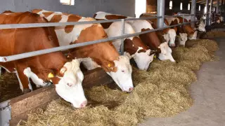 Как развивается сельское хозяйство в Акмолинской области