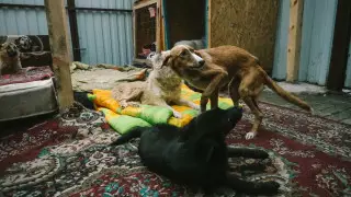 Запрет пропаганды насилия над животными объяснили в Минэкологии