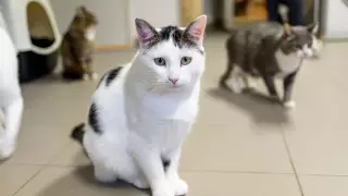 Насилие над животными: эксперты высказались о новом законопроекте