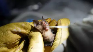 Сингапурский ученый предрек появление нового коронавируса SARS-CoV-3