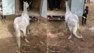 Избиение лошадей лопатой в алматинском конном клубе:  установлены все фигуранты