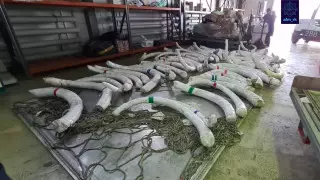 Бивни мамонта и рог носорога пытались вывезти в Китай из Нур-Султана