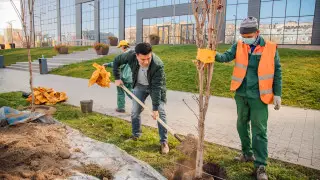 Без показухи и очковтирательства - Токаев об озеленении Казахстана