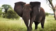Слон растоптал 71-летнего туриста в Зимбабве