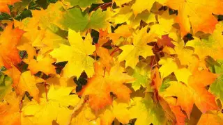 Почему не стоит лежать на опавшей листве, объяснил врач