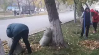 Такого указания никто не давал - замакима Семея прокомментировал инцидент с учителями на субботнике