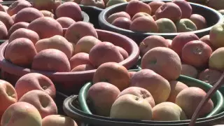 Садоводы Жамбылской области получили богатый урожай, который некому собрать