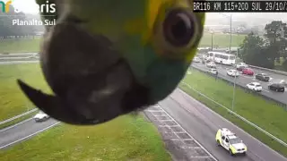 Забавная игра попугая "в прятки" попала на видео