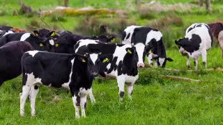 В Минсельхозе ответили на заявление Антикора о преступных схемах