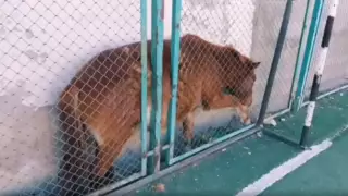 Лошадь застряла в заборе стадиона в Атырауской области