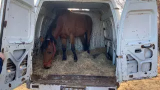 Банду серийных скотокрадов задержали в Актюбинской области