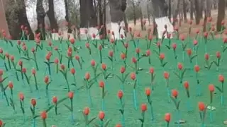 "Такие же как в Актау": пластиковые тюльпаны "посадили" в Таразе