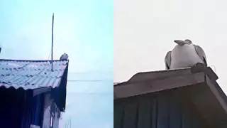 В североказахстанском селе поселился одинокий пеликан