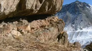 Резвящиеся снежные барсы попали на камеру в горах