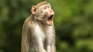 Выбрано самое смешное фото дикой природы в 2021 году