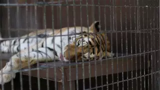 Франция запретила использование диких животных в цирковых представлениях