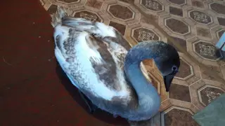 Отбившегося от стаи раненого лебедя спасли в Павлодарской области