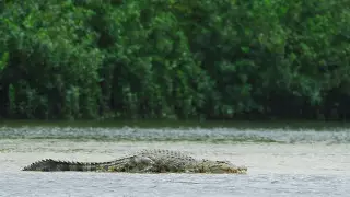Атака принятого за муляж крокодила на туриста попала на видео