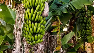 Назван самый радиоактивный фрукт