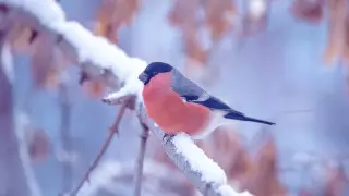 Какая погода ждет казахстанцев в декабре