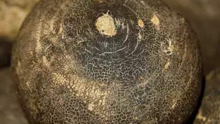 Нутрициолог назвала идеальный овощ для женского здоровья