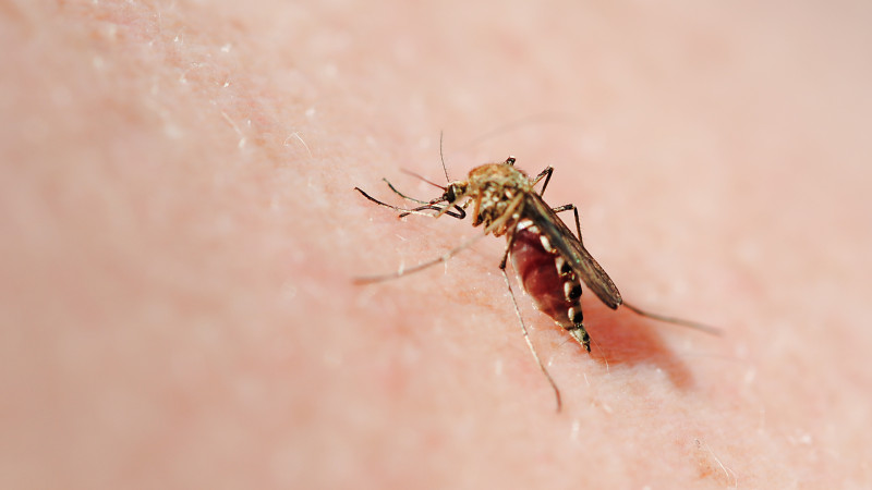 Фото:elements.envato.com