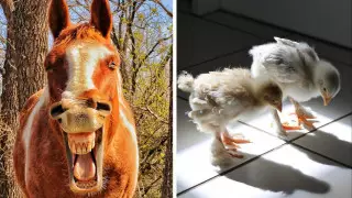 "Ржать как лошадь". Самые смешные фото домашних питомцев 2021 года