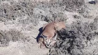 Редкого хищника сфотографировали в Мангистауской области
