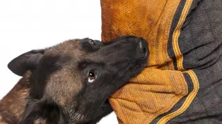 Школьницу покусала стая бродячих собак в Атырау