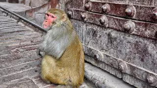 Обезьяны из мести убили 250 щенков и начали нападать на детей в Индии