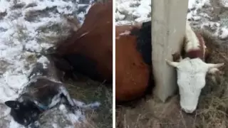 Корова и собака нашли свою смерть у одного электростолба с разницей в 10 дней в Уральске
