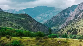 Краснокнижная туркестанская рысь попала в фотоловушку