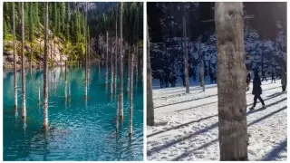 "Культурный шок". Вандалы испортили реликтовые деревья на озере Каинды