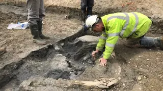 Останки пяти мамонтов ледникового периода обнаружили в Англии