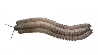 Самая большая в истории окаменелость многоножки найдена в Англии